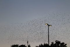 IMG_6055