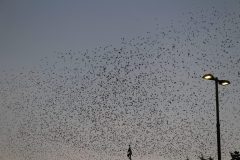 IMG_6056