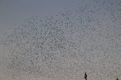 IMG_6057