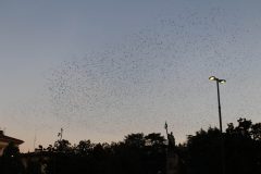 IMG_6058