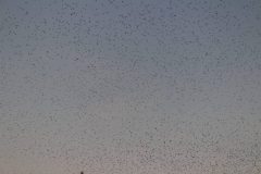 IMG_6059