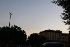 IMG_6060