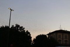 IMG_6061