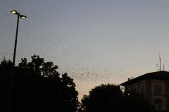 IMG_6062